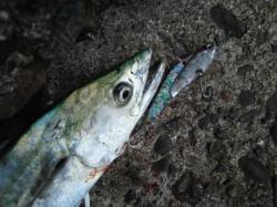 食品コンビナート　タチウオワインドと青物狙…