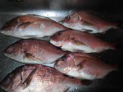 田尻の海上釣堀　マダイ狙いのハリス1.5号…