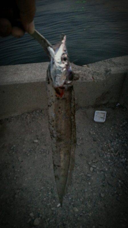 舞洲タチウオ釣果　20匹程あったイワシが１…