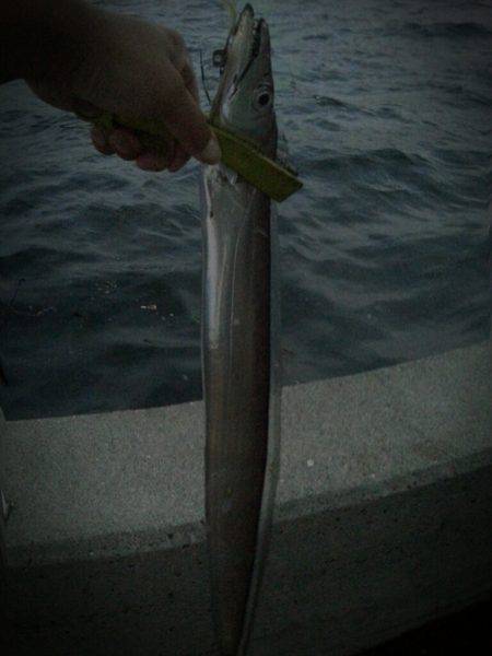 舞洲周辺タチウオ　アジの頭だけのエサがエサ…
