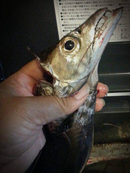 舞洲　18時～19時のタチウオ狙いで何とか…