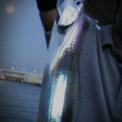舞洲　引き釣りでタチウオ11匹　釣れたタナ…
