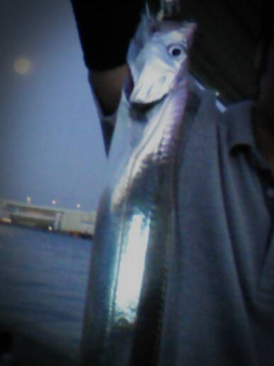 舞洲　引き釣りでタチウオ11匹　釣れたタナ…