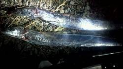 舞洲　サビキで中アジ&引き釣りでタ…