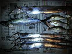 舞洲　引き釣り・サビキ・ルアーでサゴシ・タ…