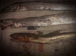 舞洲　ワインドでタチウオ、19時前にヒット…