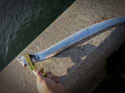 舞洲太刀魚・青物調査、メタルジグで太刀魚！…