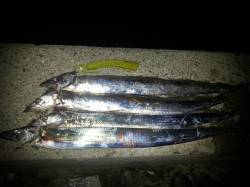 舞洲　引き釣りでタチウオ、18時過ぎからア…