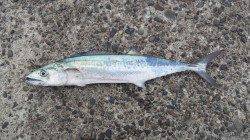 仕事前の青物調査に貝塚人工島へ　サゴシをGET