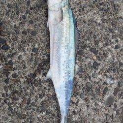 仕事前の青物調査に貝塚人工島へ　サゴシをGET