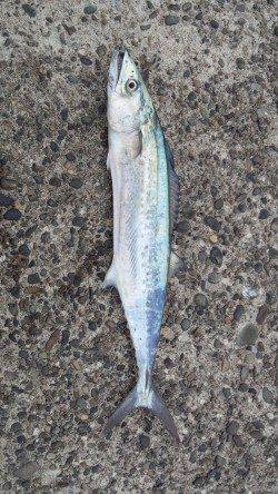 仕事前の青物調査に貝塚人工島へ　サゴシをGET