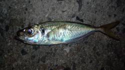 貝塚でアジング　開始1時間で5匹、とよいス…