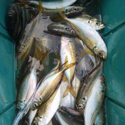 岸和田一文字　沖の北でアジ・タチウオ