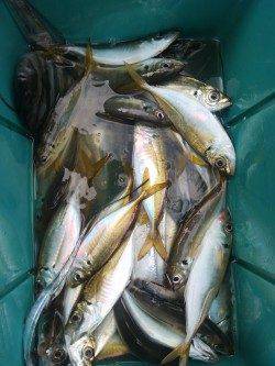 岸和田一文字　沖の北でアジ・タチウオ