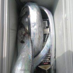 岸和田一文字　沖の北でアジ・タチウオ