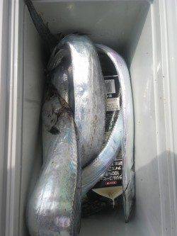 岸和田一文字　沖の北でアジ・タチウオ