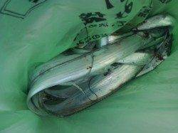 岸和田一文字　沖の北でワインドでタチウオ釣れています