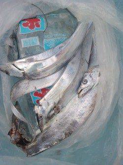 岸和田一文字　沖の北でワインドでタチウオ釣れています