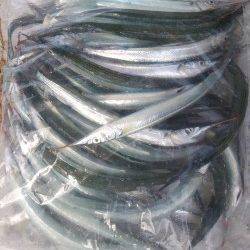 岸和田一文字　沖の北でサヨリ30匹、ほかアジとタチウオも