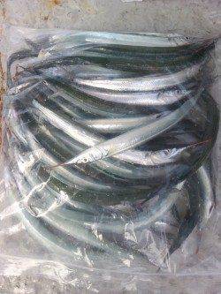 岸和田一文字　沖の北でサヨリ30匹、ほかアジとタチウオも