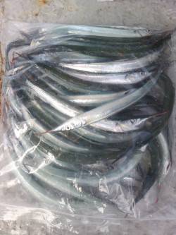 岸和田一文字　沖の北でサヨリ30匹、ほかア…