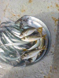 岸和田一文字　沖の北でサヨリ30匹、ほかアジとタチウオも