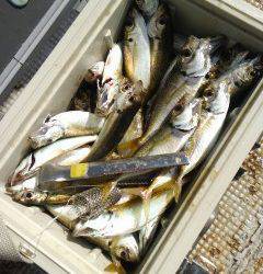 岸和田一文字　サビキのアジ好調ですよ☆