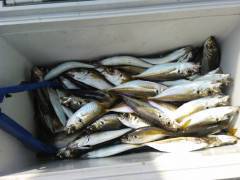 岸和田一文字　サビキのアジ好調ですよ☆