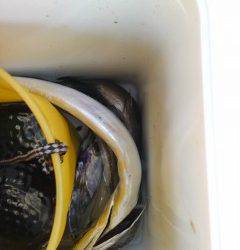 岸和田一文字　旧の赤灯台でタチウオ指4本サイズ！