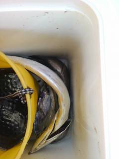 岸和田一文字　旧の赤灯台でタチウオ指4本サイズ！