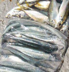 岸和田一文字　沖の北でメジロ・ハマチ、サヨリやアジも好調