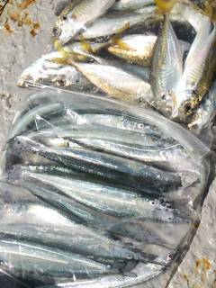 岸和田一文字　沖の北でメジロ・ハマチ、サヨリやアジも好調