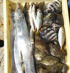 岸和田一文字　旧の赤灯台でタチウオ指4本サイズ！