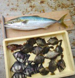 岸和田一文字　沖の北でタチウオ　旧の赤灯台でメジロ・カワハギなど