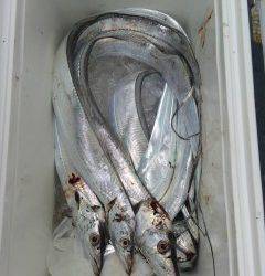 岸和田一文字　沖の北でタチウオ　旧の赤灯台でメジロ・カワハギなど