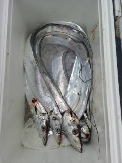 岸和田一文字　沖の北でタチウオ　旧の赤灯台でメジロ・カワハギなど