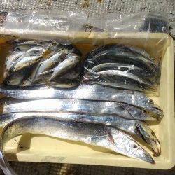 岸和田一文字旧の赤灯台でアジ・タチウオ・サヨリ、沖の北でスズキなど