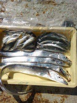 岸和田一文字旧の赤灯台でアジ・タチウオ・サヨリ、沖の北でスズキなど