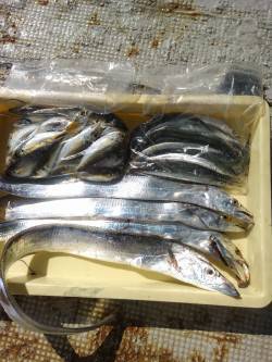 岸和田一文字旧の赤灯台でアジ・タチウオ・サ…