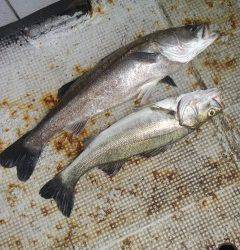 岸和田一文字　沖の北でスズキ60cm&75cm　ルアーでタチウオの釣果も