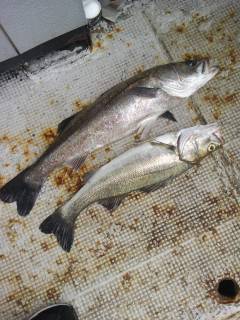 岸和田一文字　沖の北でスズキ60cm&am…