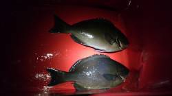 阿尾の沖磯でフカセ釣り　尾長グレがヒットし…