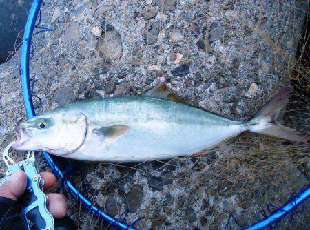 貝塚　出勤前のライトショアジギングでツバス…