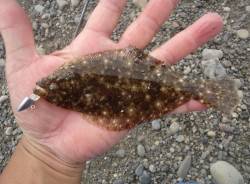 中紀〜南紀をランガンライトゲーム