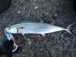 貝塚　出勤前の短時間釣行でサゴシ2本、表層…