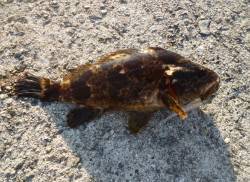 泉佐野漁港周辺でライトゲーム！魚種多様に釣…