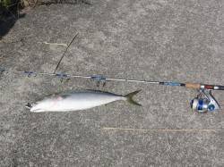 武庫川周辺いろんな魚が釣れてます　ルアーで…