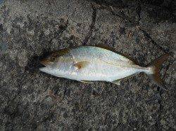 和歌山北港魚つり公園　ヒラメ48cm　シオ36cm