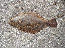 和歌山北港魚つり公園　ヒラメ48cm　シオ36cm