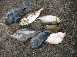 和歌山北港魚つり公園　シオ・ウマヅラハギ・ グレ・アイゴ・チヌ